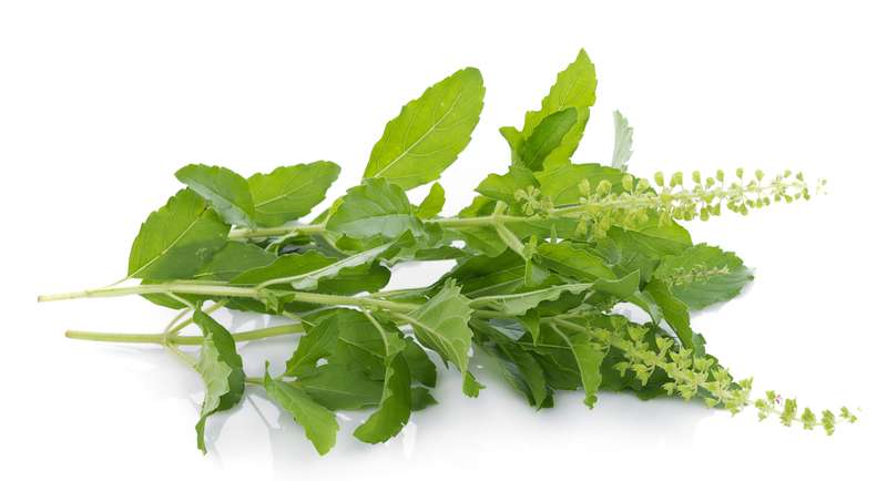 Hạt Giống Hương Nhu Holy Basil (Ocimum tenuiflorum) Hạt Giống Hương Nhu Holy Basil (Ocimum tenuiflorum)