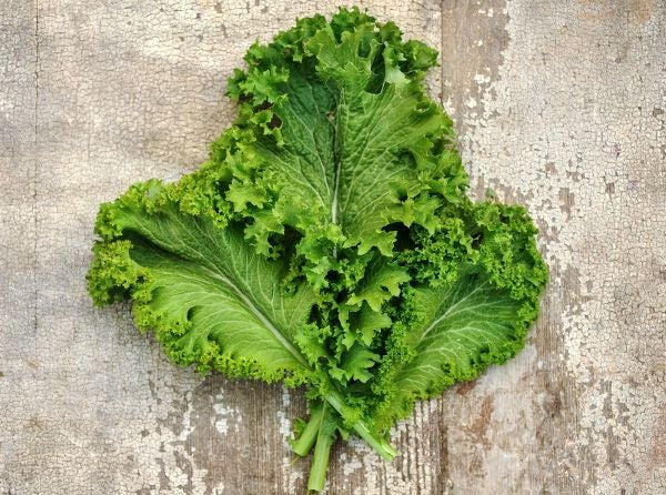 Hạt Giống Cải Mù Tạt - Chịu Hạn Green Wave (Brassica juncea) Hạt Giống Cải Mù Tạt - Chịu Hạn Green Wave (Brassica juncea)