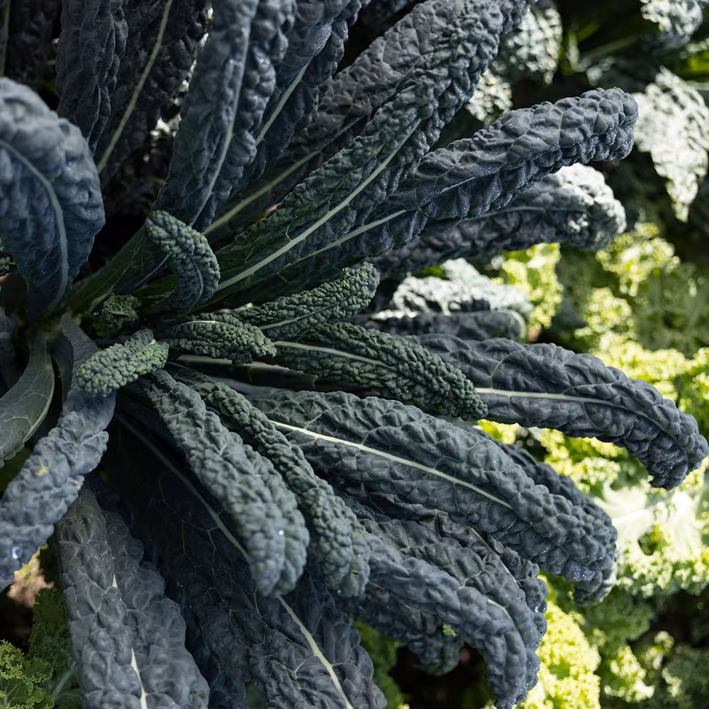 Hạt Giống Cải Xoăn Kale - Chịu Nhiệt Toscano (Brassica oleracea, Acephala) Hạt Giống Cải Xoăn Kale - Chịu Nhiệt Toscano (Brassica oleracea, Acephala)