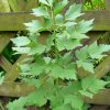 Hạt Giống Cần Núi Lovage (Levisticum officinale)