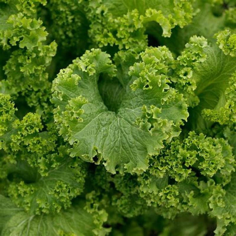 Hạt Giống Cải Cay - Xoắn Siêu Nhanh Giant (Brassica juncea) Hạt Giống Cải Cay - Xoắn Siêu Nhanh Giant (Brassica juncea)