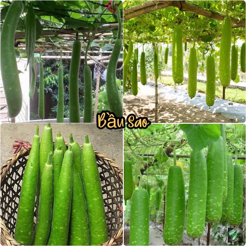 Hạt Giống Bầu Sao Trái Dài (Lagenaria siceraria) Hạt Giống Bầu Sao Trái Dài (Lagenaria siceraria)