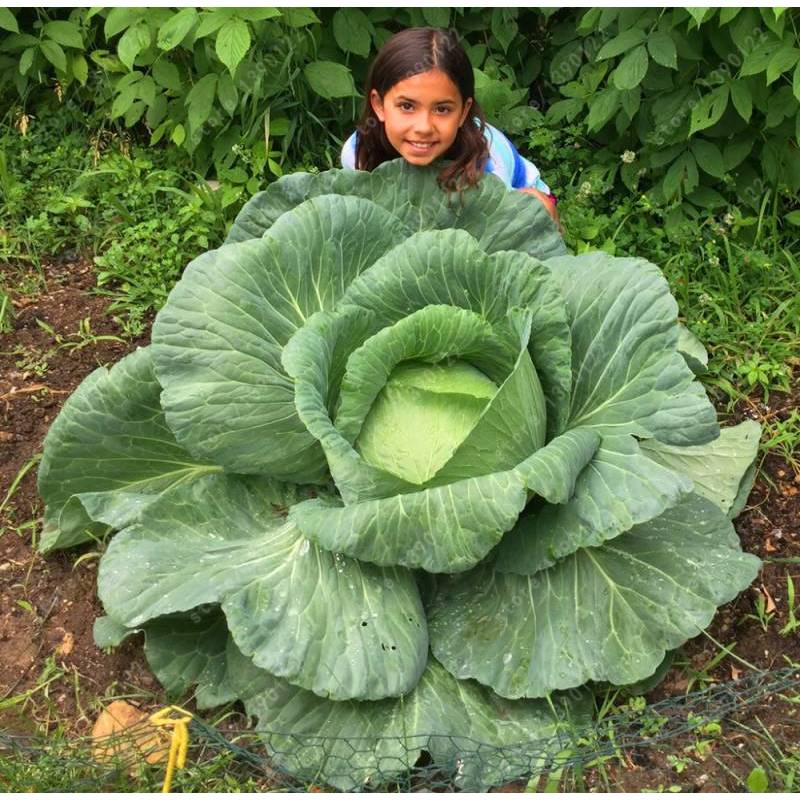 Hạt Giống Cải Bắp - Khổng Lồ 7kg Pháp (Brassica oleracea) Hạt Giống Cải Bắp - Khổng Lồ 7kg Pháp (Brassica oleracea)