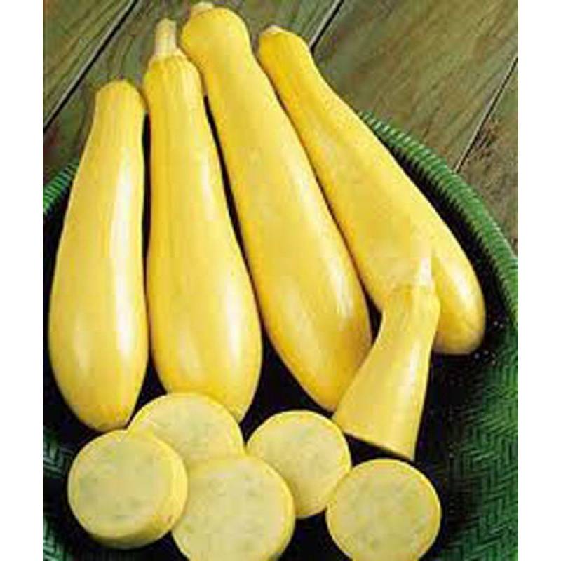 Hạt Giống Bí Ngòi Vàng - Siêu Nhanh Cao Sản Prolific (Cucurbita pepo) Hạt Giống Bí Ngòi Vàng - Siêu Nhanh Cao Sản Prolific (Cucurbita pepo)