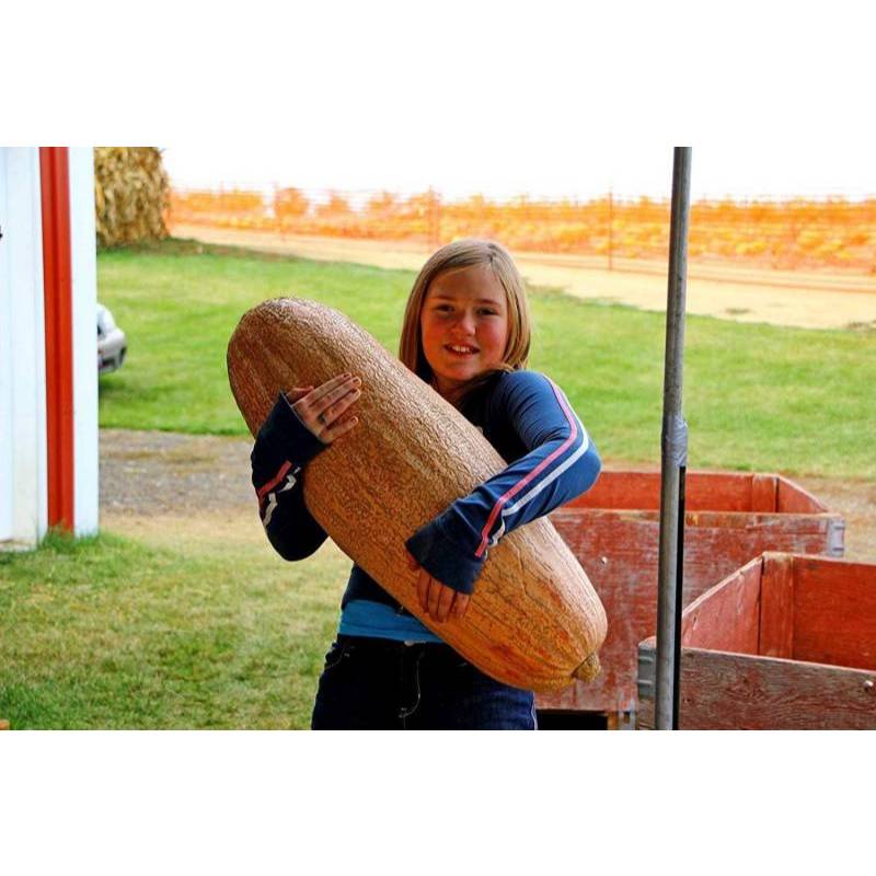 Hạt Giống Bí Ngô Chuối Pinka Khổng Lồ 35kg Hạt Giống Bí Ngô Chuối Pinka Khổng Lồ 35kg