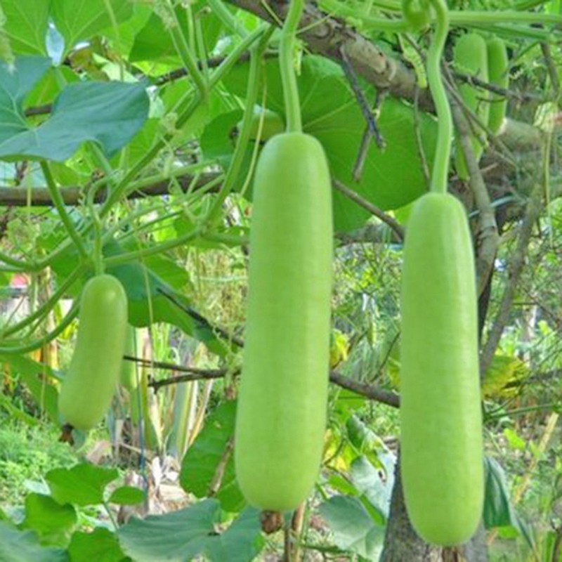 Hạt Giống Bầu Dài Trơn Hạt Giống Bầu Dài Trơn