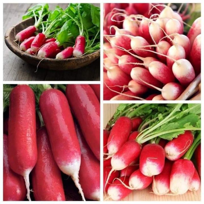 Hạt Giống Củ Cải Đỏ Dài Pháp Hạt Giống Củ Cải Đỏ Dài Pháp