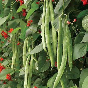 Hạt Giống Đậu Cove Scarlet - Hoa Đỏ Đẹp, Ăn Ngon (Phaseolus coccineus) Hạt Giống Đậu Cove Scarlet - Hoa Đỏ Đẹp, Ăn Ngon (Phaseolus coccineus)