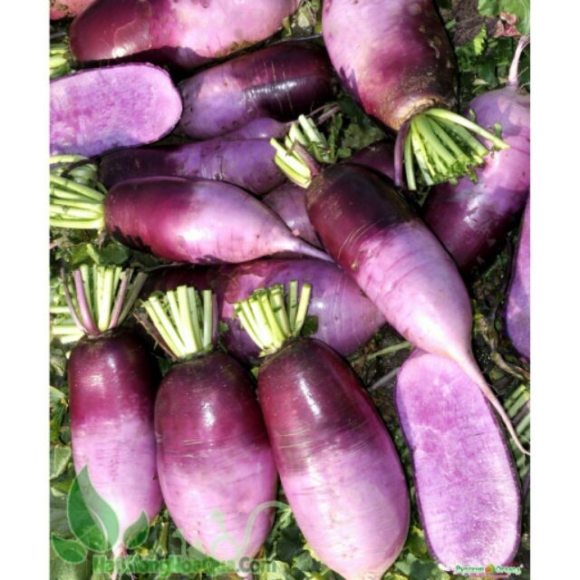 Hạt Giống Củ Cải Vua 1KG F1 Hạt Giống Củ Cải Vua 1KG F1