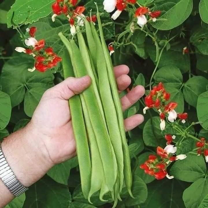Hạt Giống Đậu Cove Scarlet - Hoa Đỏ Đẹp, Ăn Ngon (Phaseolus coccineus) Hạt Giống Đậu Cove Scarlet - Hoa Đỏ Đẹp, Ăn Ngon (Phaseolus coccineus)