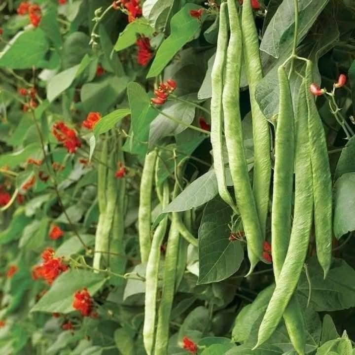 Hạt Giống Đậu Cove Scarlet - Hoa Đỏ Đẹp, Ăn Ngon (Phaseolus coccineus) Hạt Giống Đậu Cove Scarlet - Hoa Đỏ Đẹp, Ăn Ngon (Phaseolus coccineus)