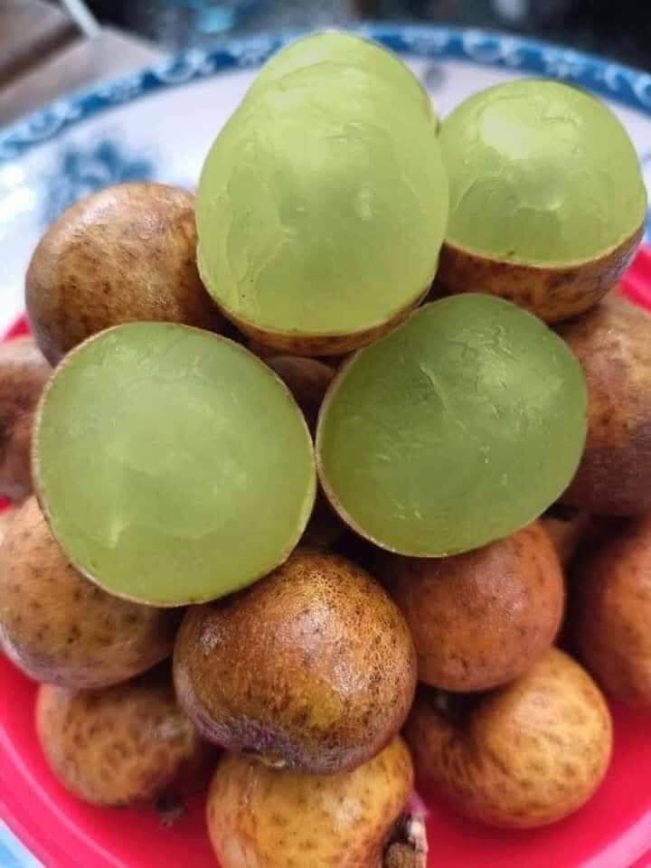cây giống " nhãn lá dứa cổ thơm " nhập khẩu cây giống " nhãn lá dứa cổ thơm " nhập khẩu