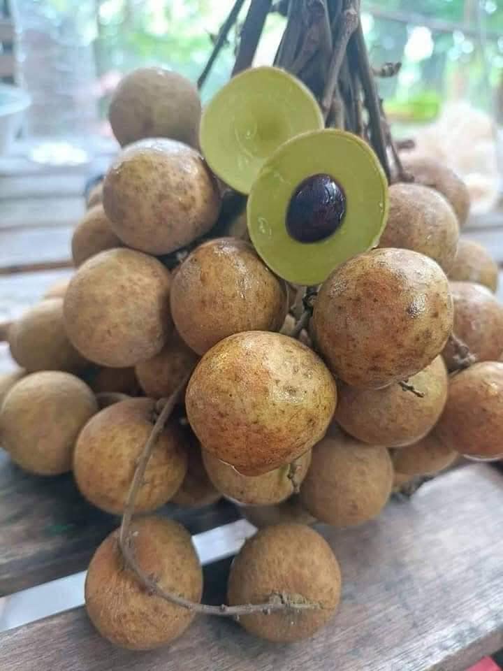 cây giống " nhãn lá dứa cổ thơm " nhập khẩu cây giống " nhãn lá dứa cổ thơm " nhập khẩu