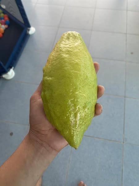 cây giống chanh ngọt Tây Ban Nha nhập khẩu cây giống chanh ngọt Tây Ban Nha nhập khẩu