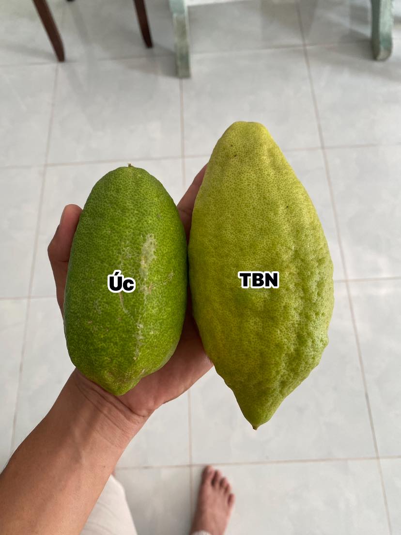 cây giống chanh ngọt Tây Ban Nha nhập khẩu cây giống chanh ngọt Tây Ban Nha nhập khẩu