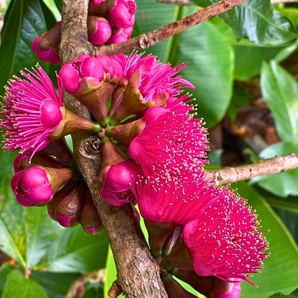 cây giống Mận điều (doi ) " trắng trái dài" nhập khẩu cây giống Mận điều (doi ) " trắng trái dài" nhập khẩu