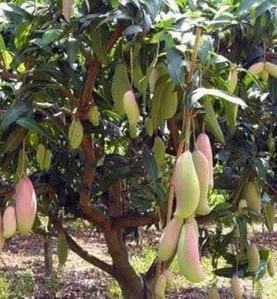 cây giống " Xoài Mahachanok " Nhập Khẩu cây giống " Xoài Mahachanok " Nhập Khẩu