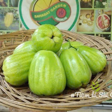 cây giống Mận (doi ) " 𝑪𝒊𝒏𝒄𝒂𝒍𝒐 𝑻𝒆𝒃𝒖 " nhập khẩu cây giống Mận (doi ) " 𝑪𝒊𝒏𝒄𝒂𝒍𝒐 𝑻𝒆𝒃𝒖 " nhập khẩu