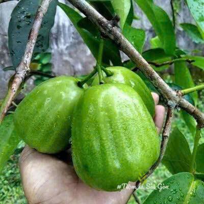 cây giống Mận (doi ) " 𝑪𝒊𝒏𝒄𝒂𝒍𝒐 𝑻𝒆𝒃𝒖 " nhập khẩu cây giống Mận (doi ) " 𝑪𝒊𝒏𝒄𝒂𝒍𝒐 𝑻𝒆𝒃𝒖 " nhập khẩu