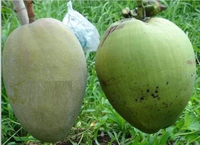 cây giống " Xoài dừa Pakistan " Nhập Khẩu cây giống " Xoài dừa Pakistan " Nhập Khẩu