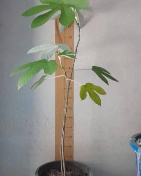 cây giống " Cây kẹo dẻo-Embaúba (Cecropia peltata L) " nhập khẩu cây giống " Cây kẹo dẻo-Embaúba (Cecropia peltata L) " nhập khẩu