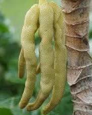 cây giống " Cây kẹo dẻo-Embaúba (Cecropia peltata L) " nhập khẩu cây giống " Cây kẹo dẻo-Embaúba (Cecropia peltata L) " nhập khẩu