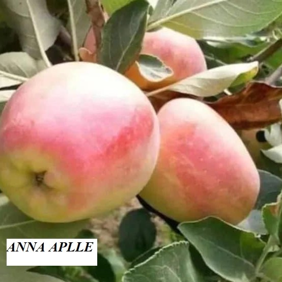 Cây Giống " Táo ANNA Apple " Nhập Khẩu Cây Giống " Táo ANNA Apple " Nhập Khẩu