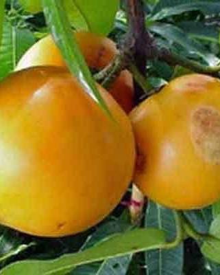 cây giống " Măng cụt vàng (Garcinia dulcis) " Nhập Khẩu cây giống " Măng cụt vàng (Garcinia dulcis) " Nhập Khẩu