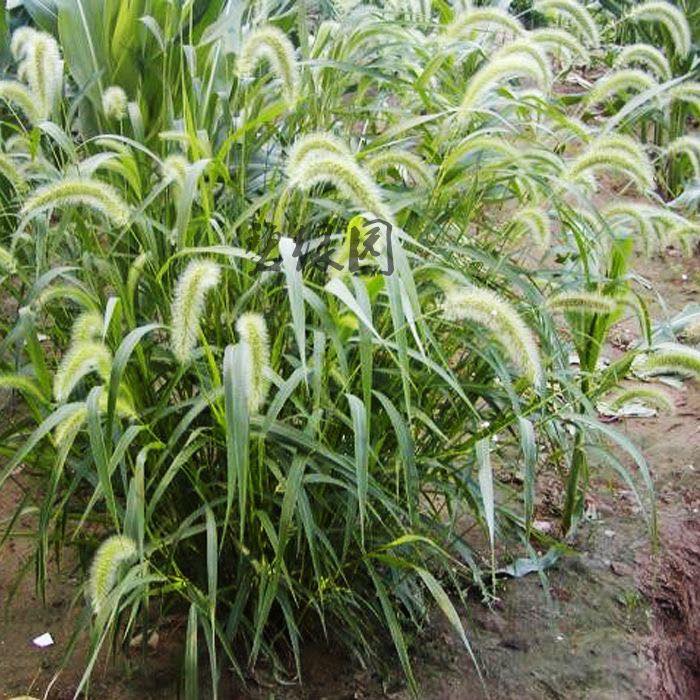 Hạt giống cỏ đuôi chó Hạt giống cỏ đuôi chó