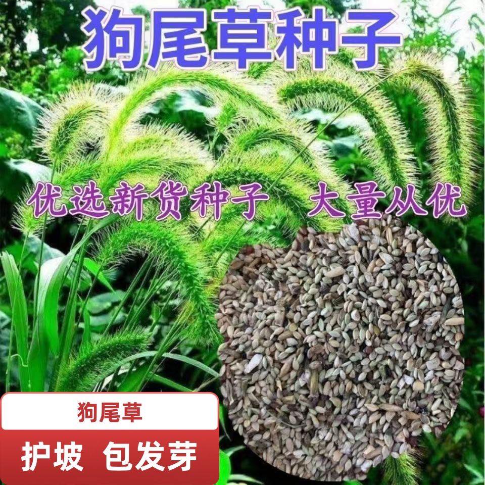 Hạt giống cỏ đuôi chó Hạt giống cỏ đuôi chó
