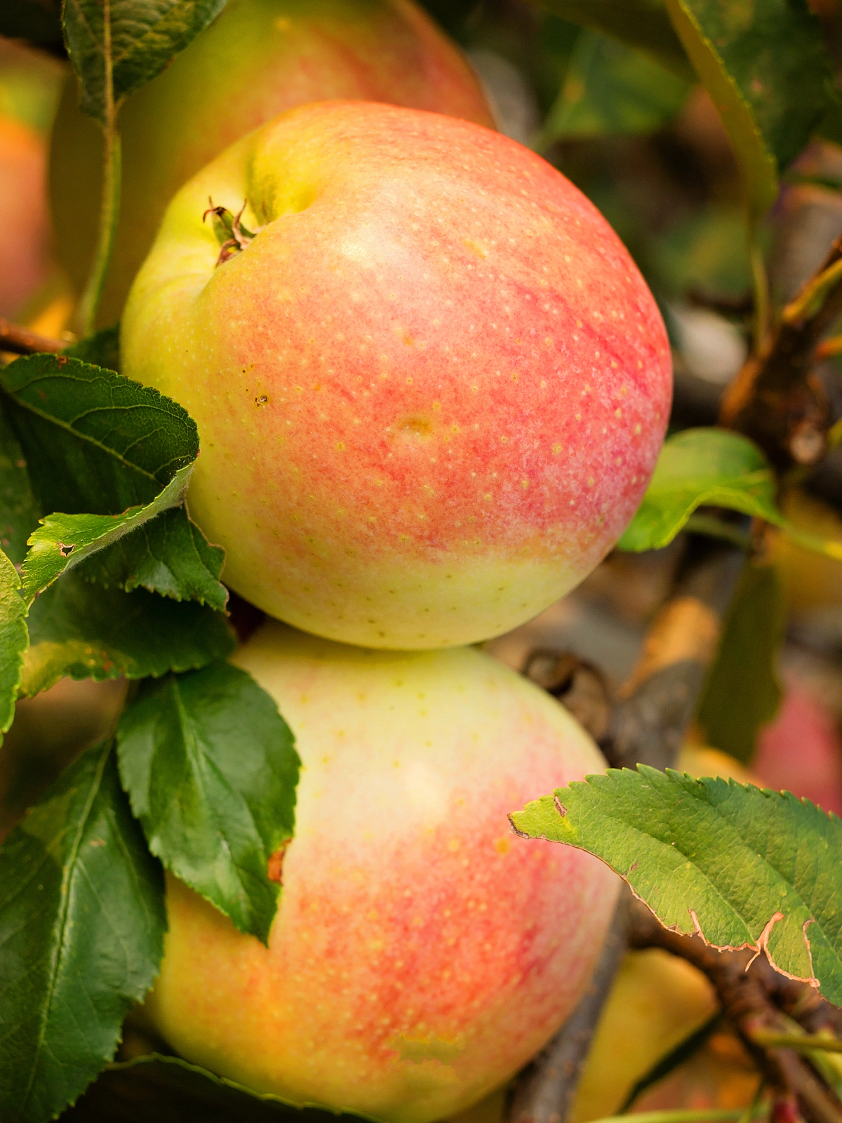 Cây Giống " Táo ANNA Apple " Nhập Khẩu Cây Giống " Táo ANNA Apple " Nhập Khẩu