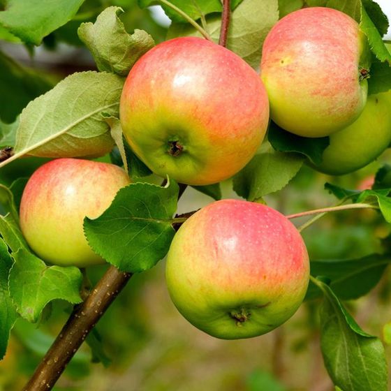 Cây Giống " Táo ANNA Apple " Nhập Khẩu Cây Giống " Táo ANNA Apple " Nhập Khẩu