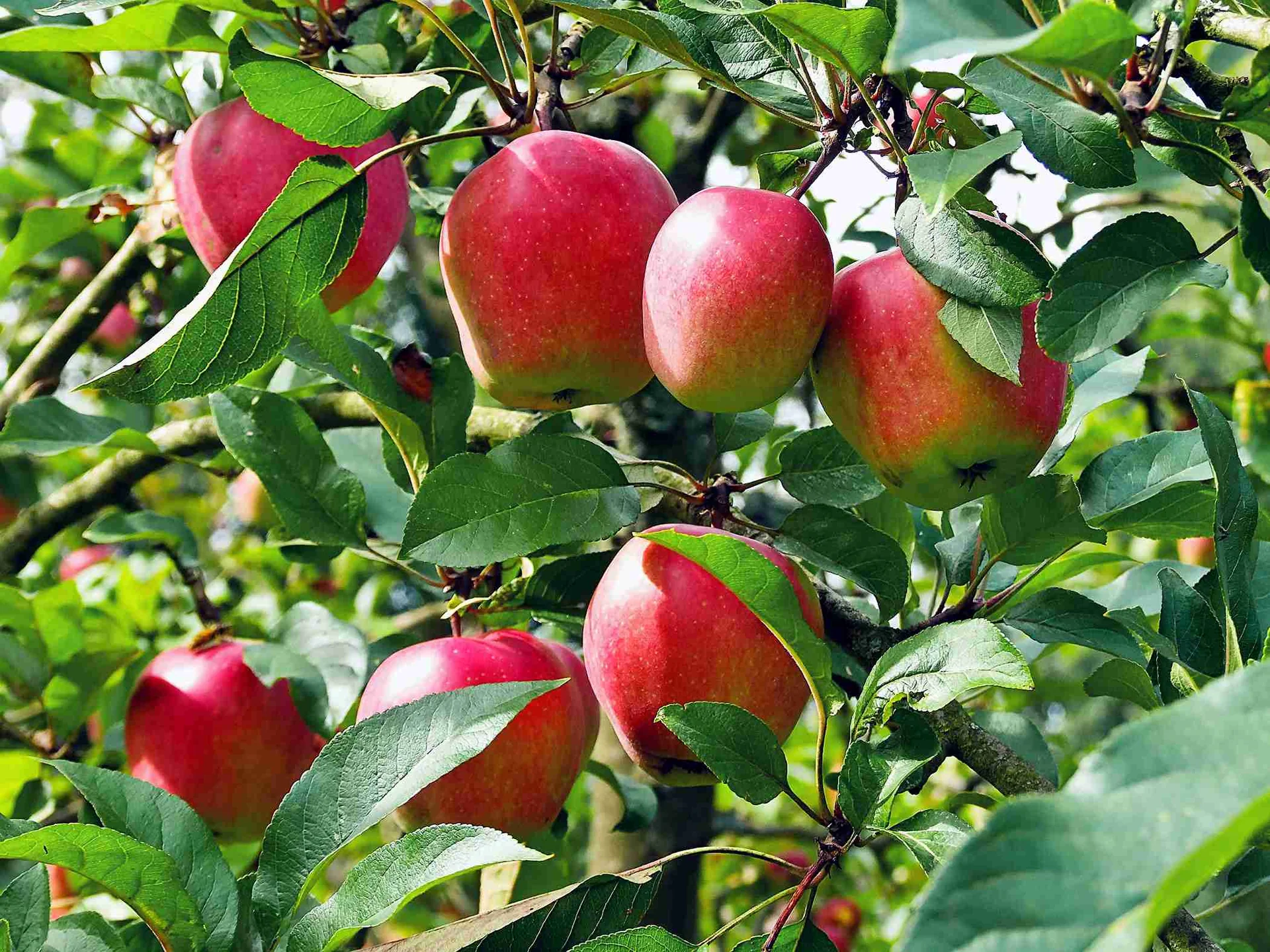 Cây Giống " Táo ANNA Apple " Nhập Khẩu Cây Giống " Táo ANNA Apple " Nhập Khẩu