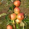 Cây Giống " Táo James Grieve' Apple " Nhập Khẩu