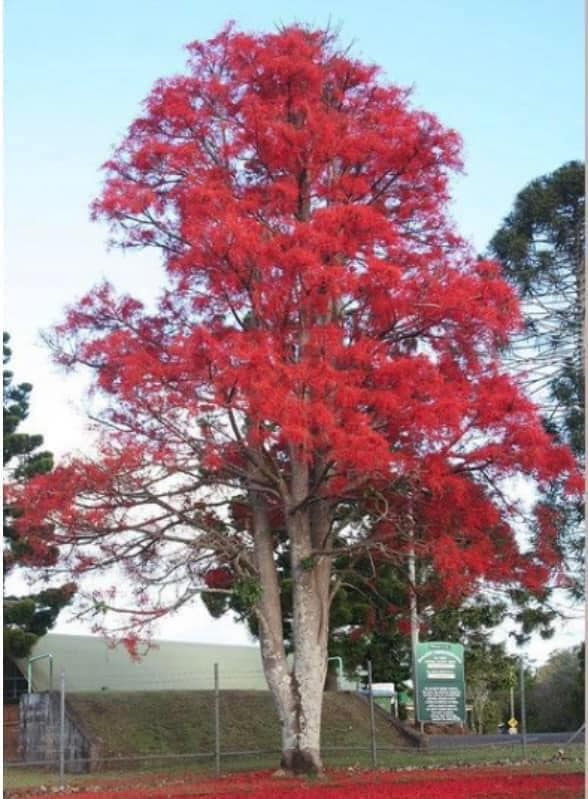 Cây giống Hồng Tước (Hoa lửa Illawarra) Cây giống Hồng Tước (Hoa lửa Illawarra)