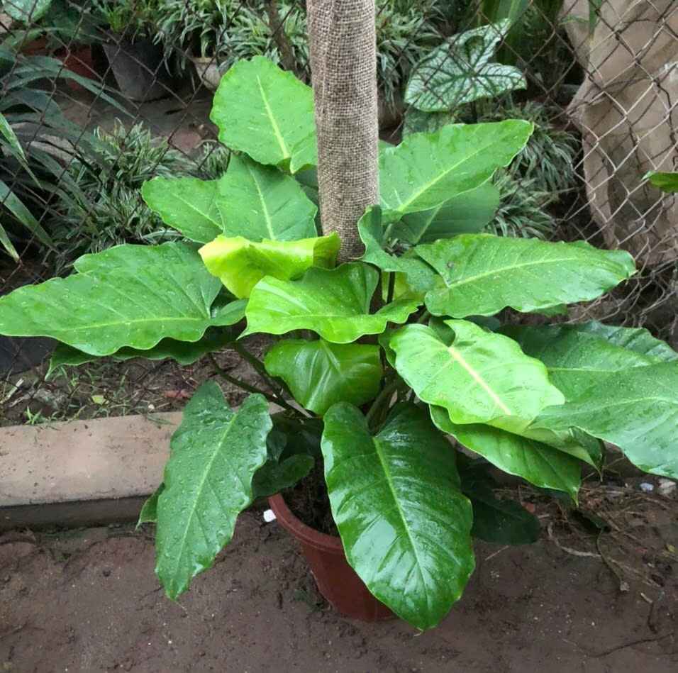 CHẬU CÂY TRẦU BÀ SUBIN -Philodendron Subincisum CHẬU CÂY TRẦU BÀ SUBIN -Philodendron Subincisum
