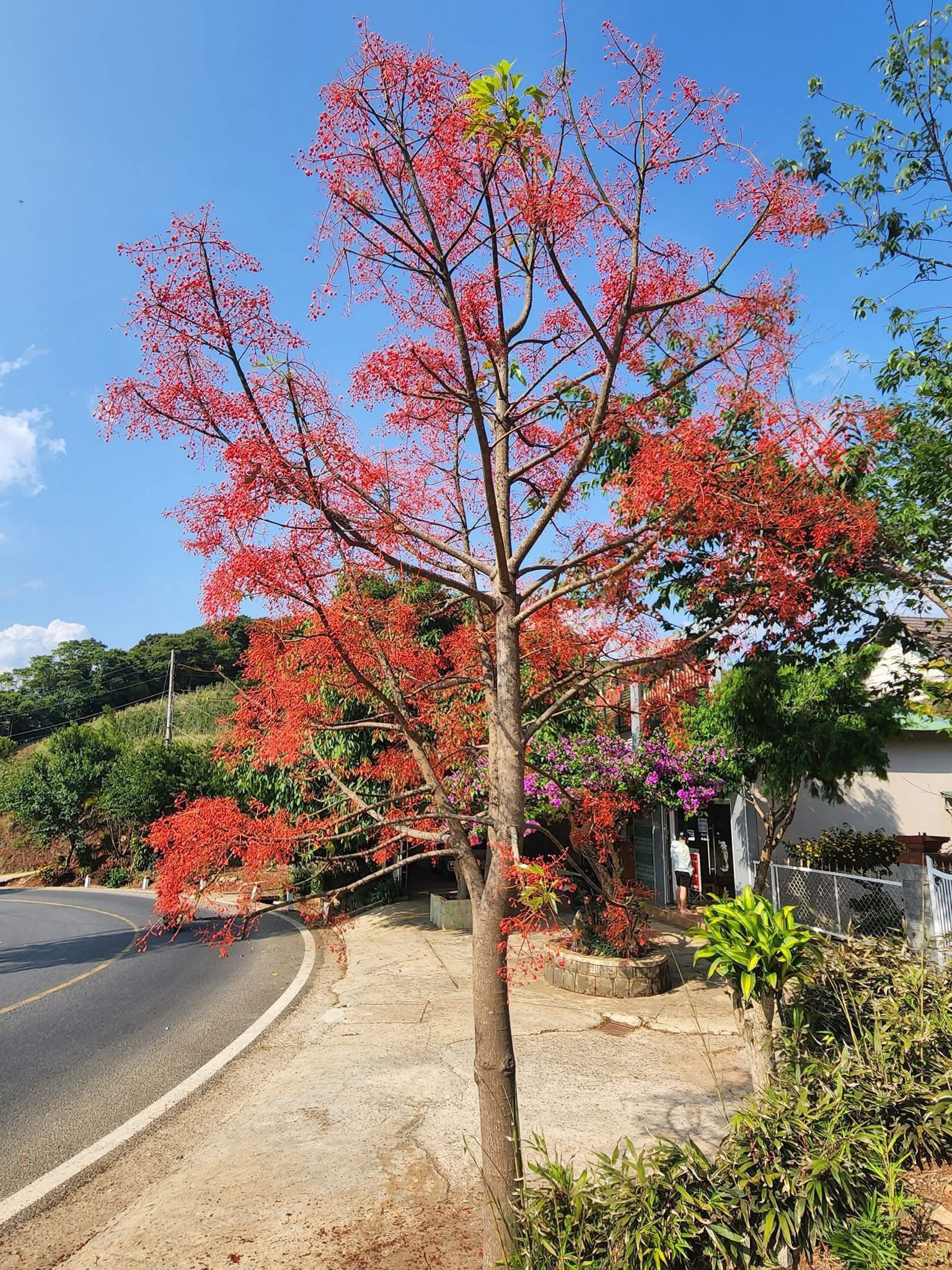 Cây giống Hồng Tước (Hoa lửa Illawarra) Cây giống Hồng Tước (Hoa lửa Illawarra)
