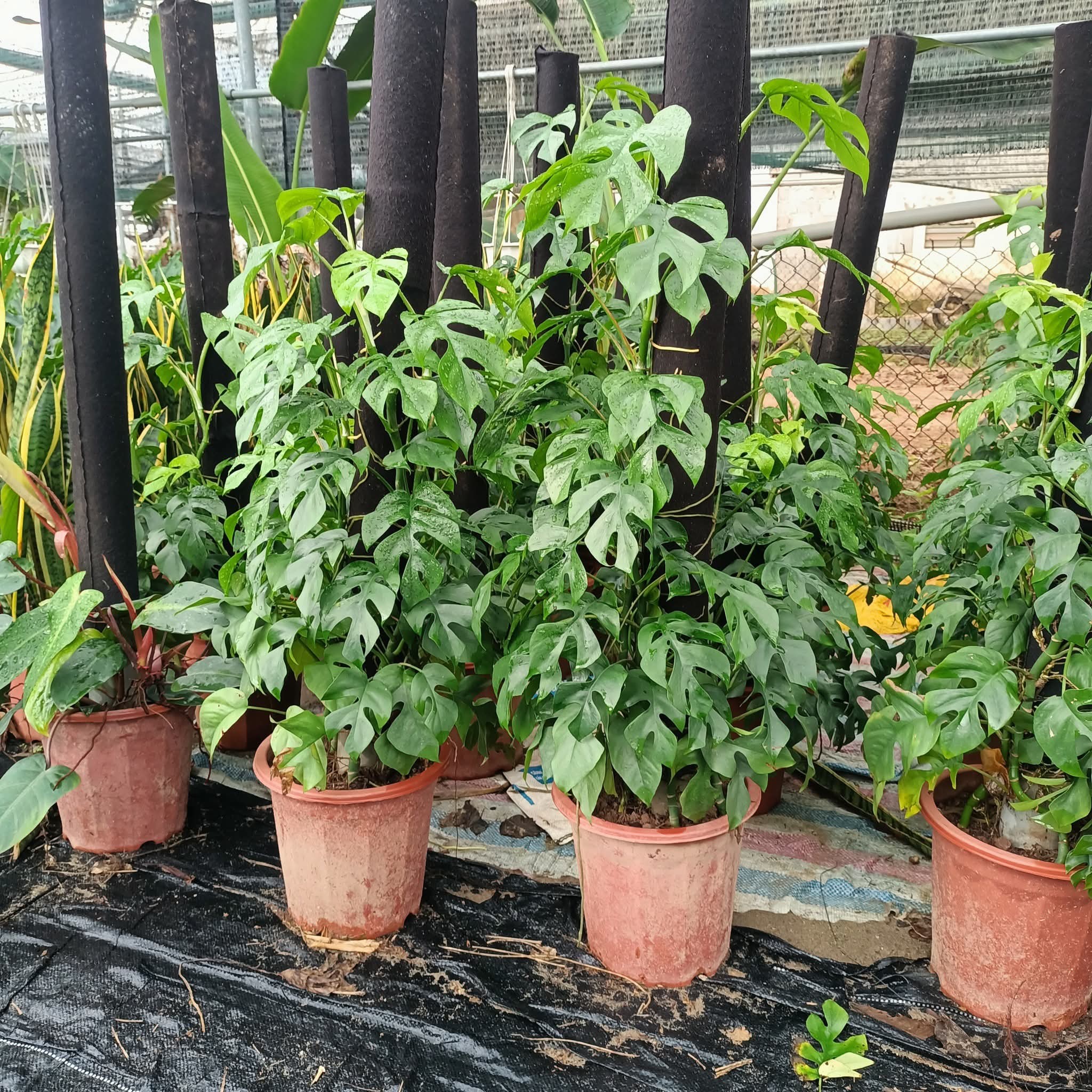 Cây Monstera Cây Monstera