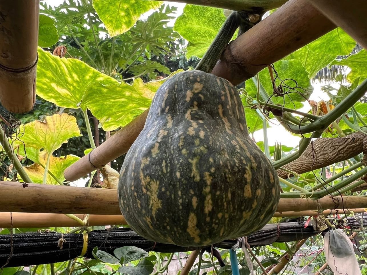 Hạt Giống Bí Ruột Xanh ngọt như sô-cô-la, ngon chấn động nhập khẩu Hạt Giống Bí Ruột Xanh ngọt như sô-cô-la, ngon chấn động nhập khẩu