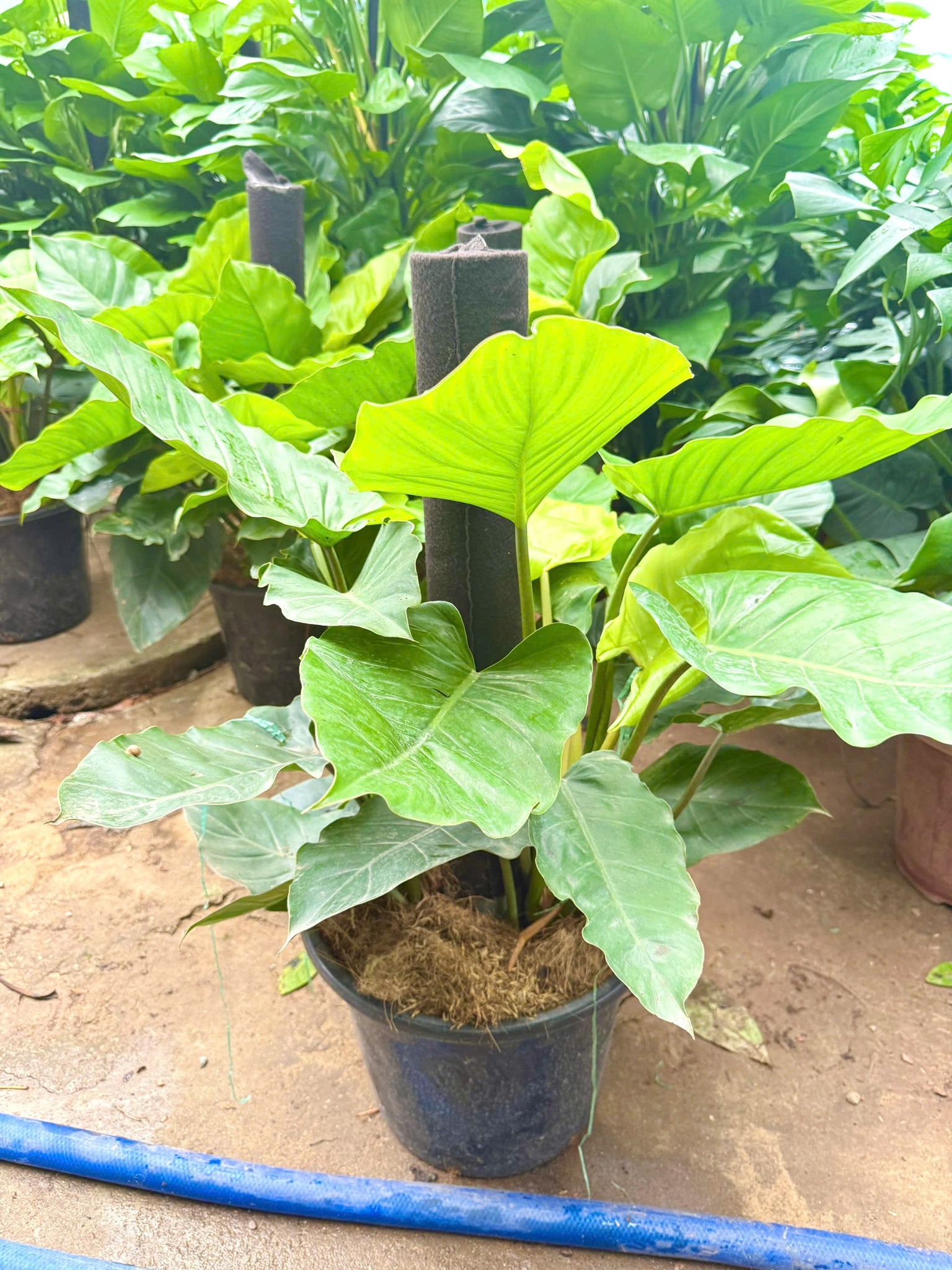 CHẬU CÂY TRẦU BÀ SUBIN -Philodendron Subincisum CHẬU CÂY TRẦU BÀ SUBIN -Philodendron Subincisum