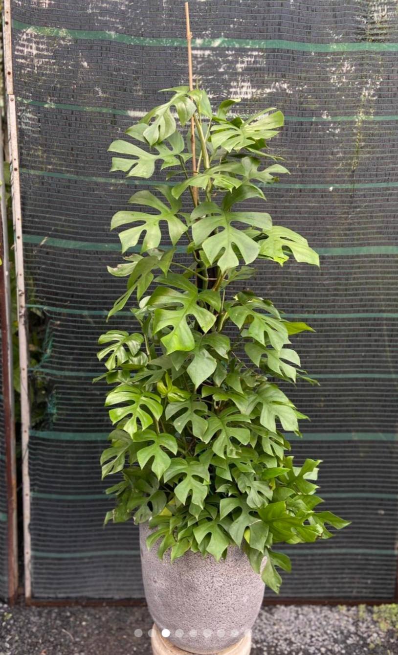 Cây Monstera Cây Monstera