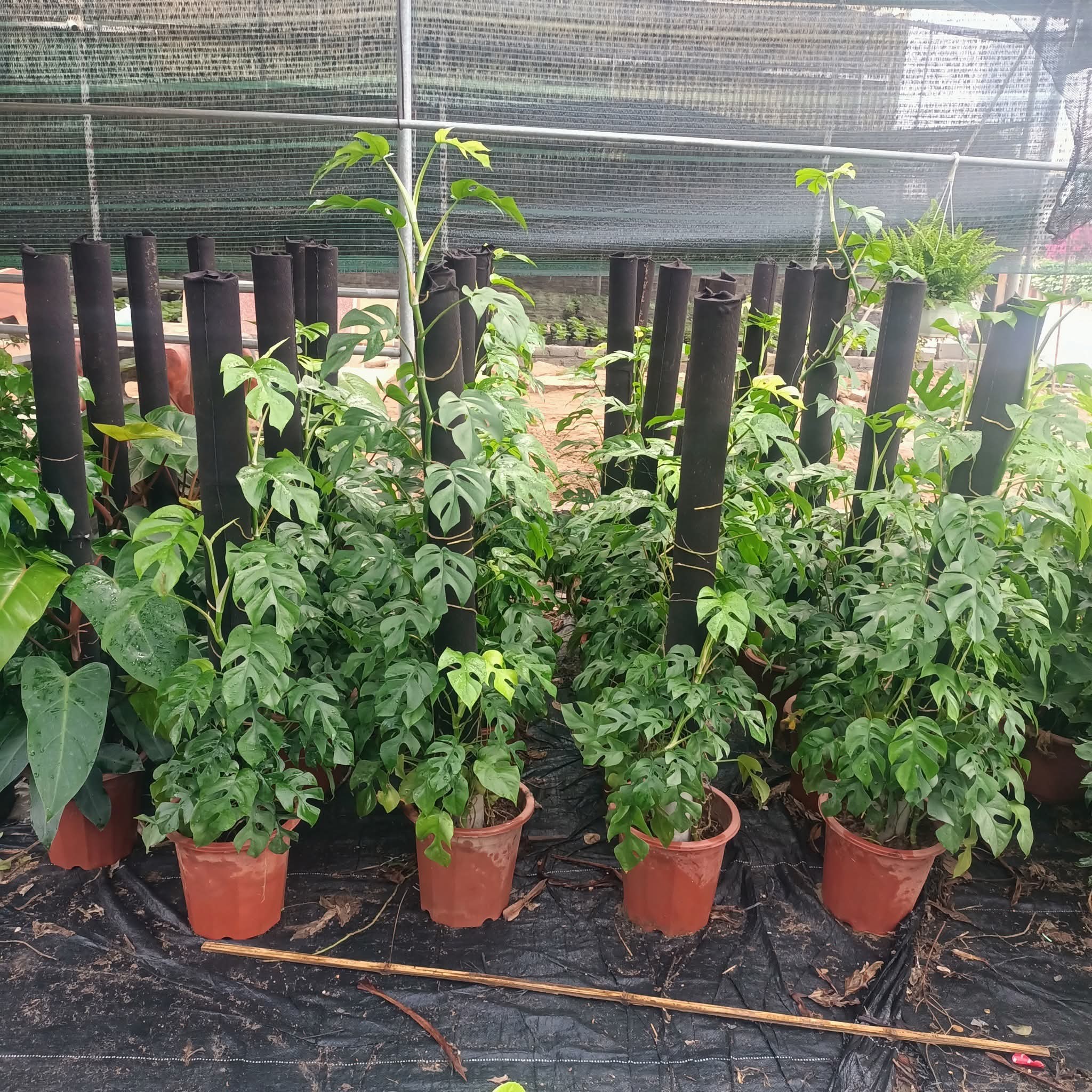 Cây Monstera Cây Monstera