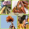 Cây giống " CHUỐI Tonga Indo " NHẬP KHẨU