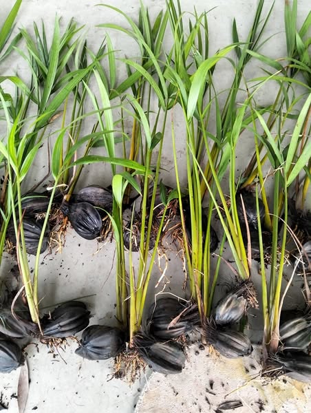 Cây giống dừa nước Cây giống dừa nước