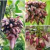 Cây giống " CHUỐI TRĂM BÔNG- CHUỐI TRĂM NẢI " NHẬP KHẨU
