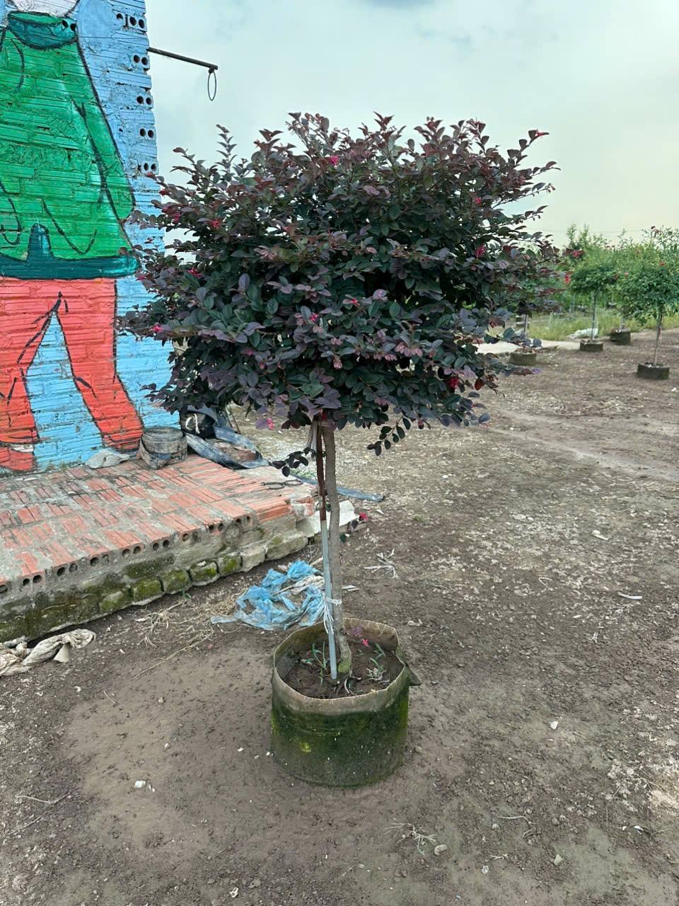 cây hồng phụng đỏ dáng 1 thân tán xum xuê cực đẹp cây hồng phụng đỏ dáng 1 thân tán xum xuê cực đẹp