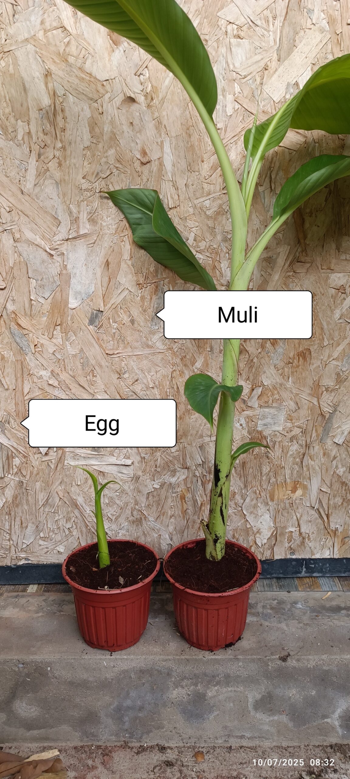 Cây giống " CHUỐI EGG " NHẬP KHẨU Cây giống " CHUỐI EGG " NHẬP KHẨU