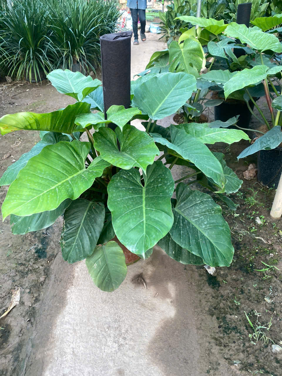 CHẬU CÂY TRẦU BÀ SUBIN -Philodendron Subincisum CHẬU CÂY TRẦU BÀ SUBIN -Philodendron Subincisum