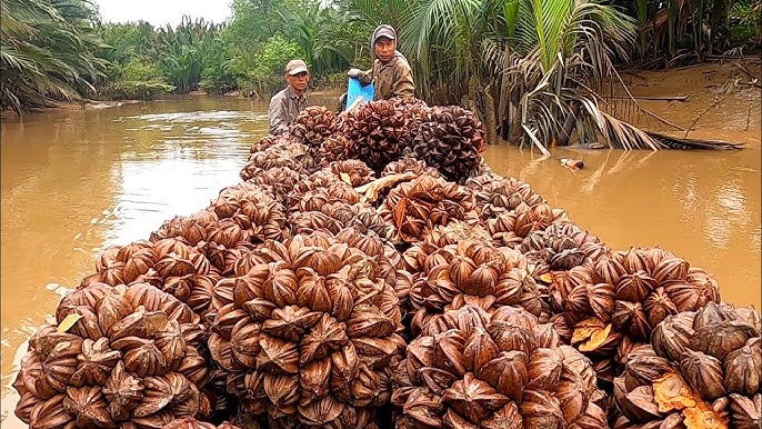 Cây giống dừa nước Cây giống dừa nước