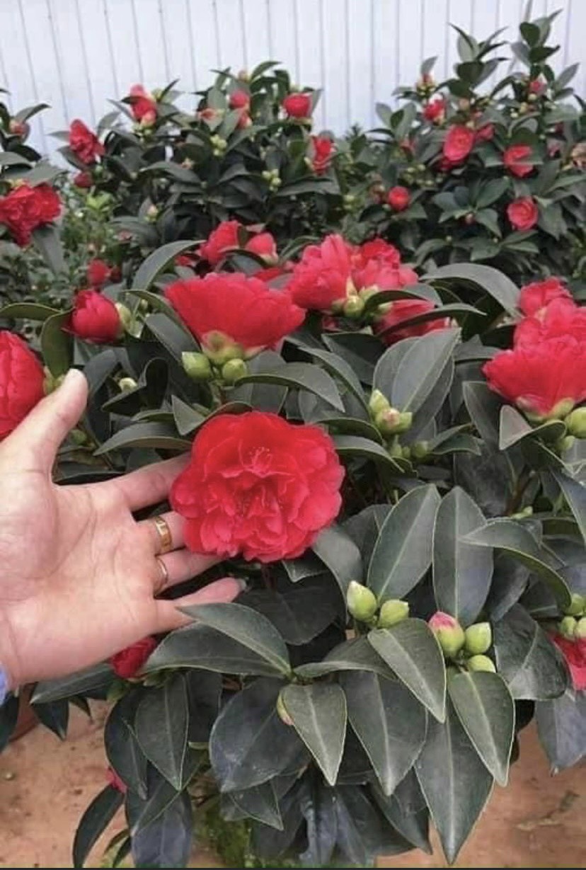 CHẬU HOA TRÀ MY TỨ QUÝ ĐÃ THUẦN ĐANG NỤ CHẬU HOA TRÀ MY TỨ QUÝ ĐÃ THUẦN ĐANG NỤ